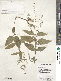 Circaea mollis image