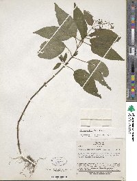 Circaea mollis image