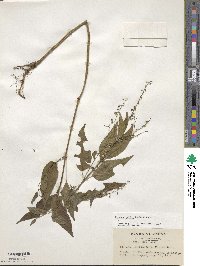 Circaea mollis image