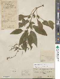 Circaea mollis image