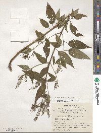 Circaea mollis image