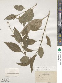 Circaea mollis image