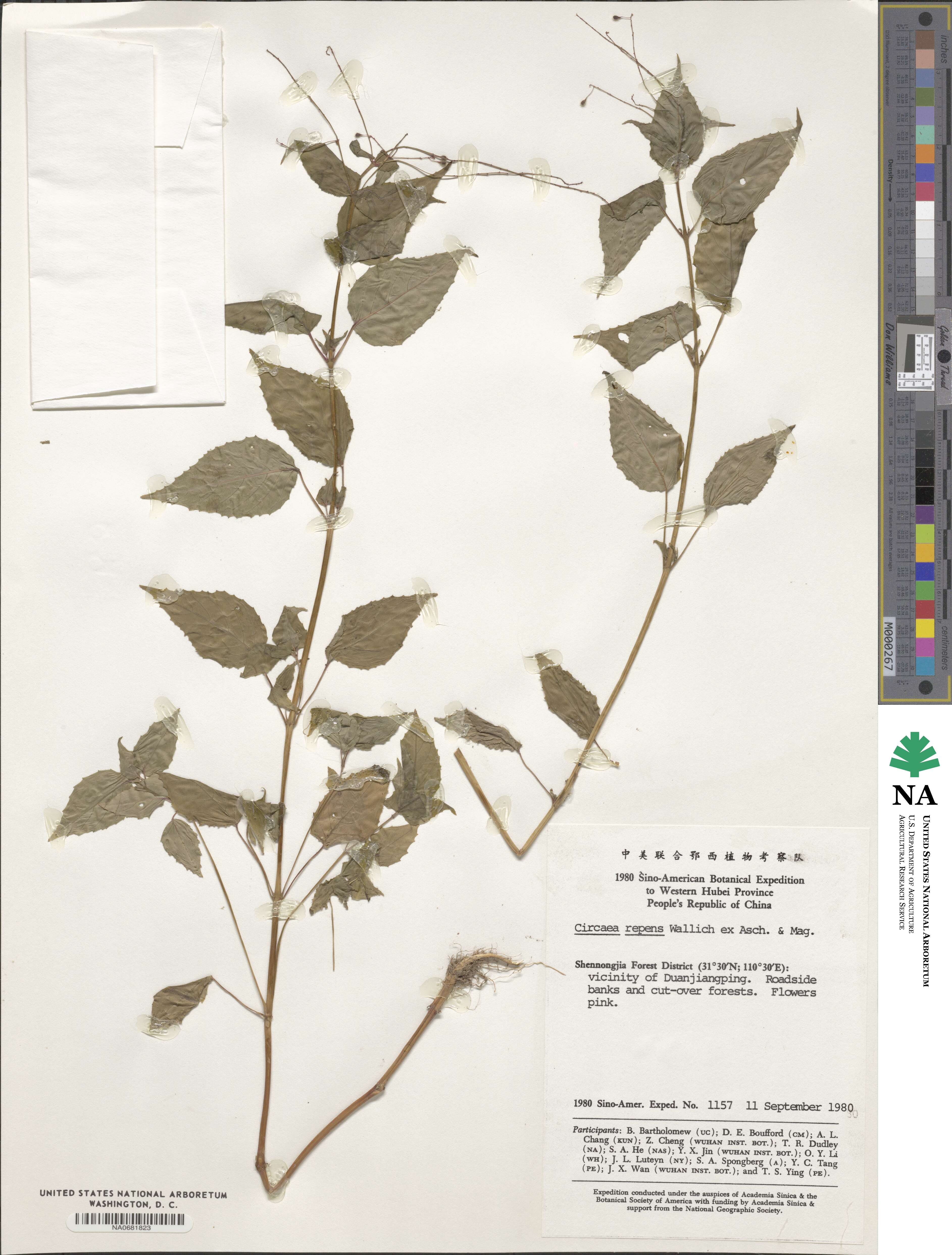 Circaea repens image