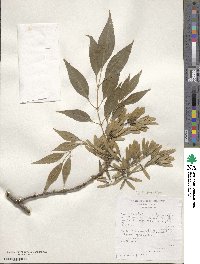 Fraxinus berlandieriana image