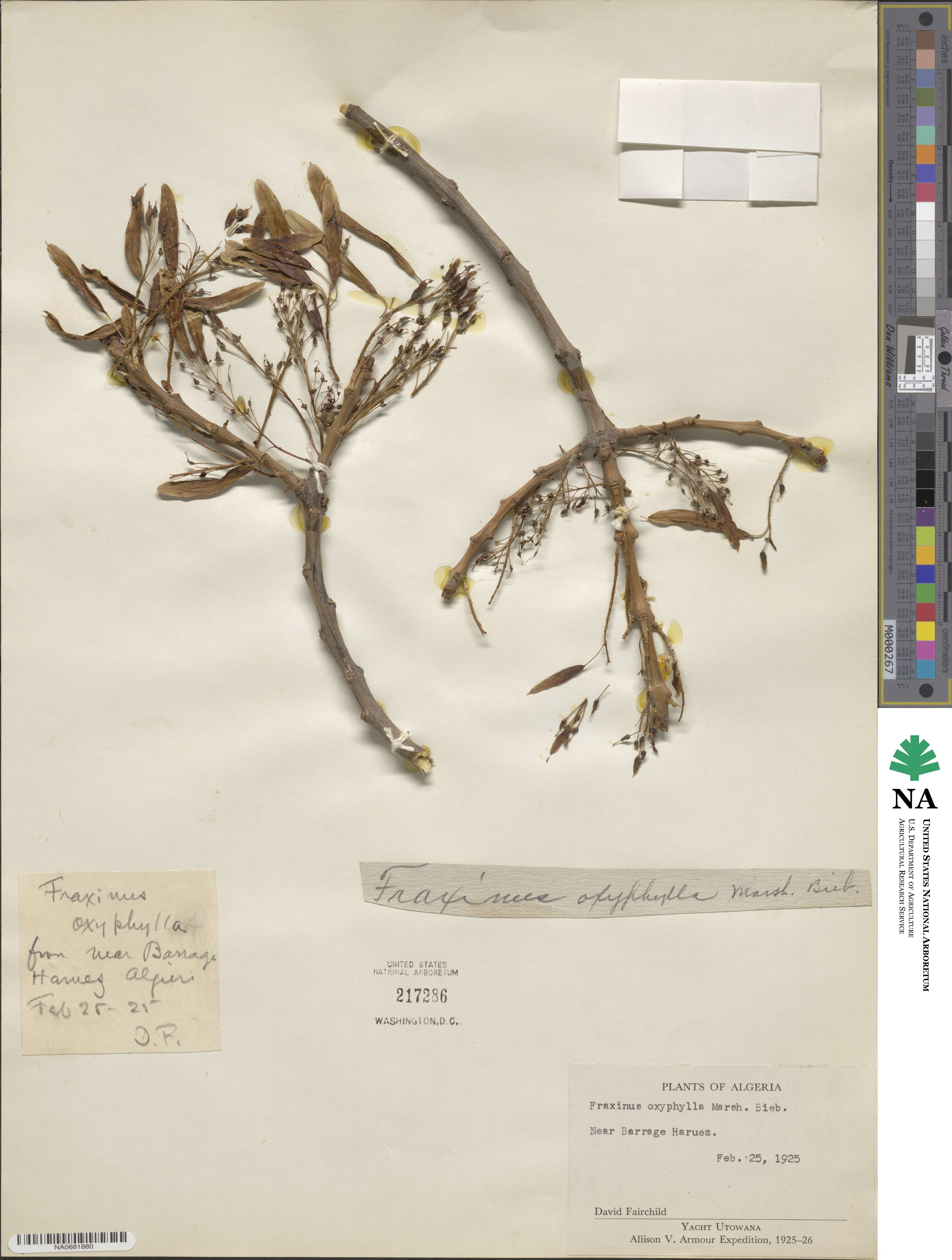 Fraxinus angustifolia subsp. oxycarpa image