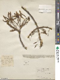 Fraxinus angustifolia image