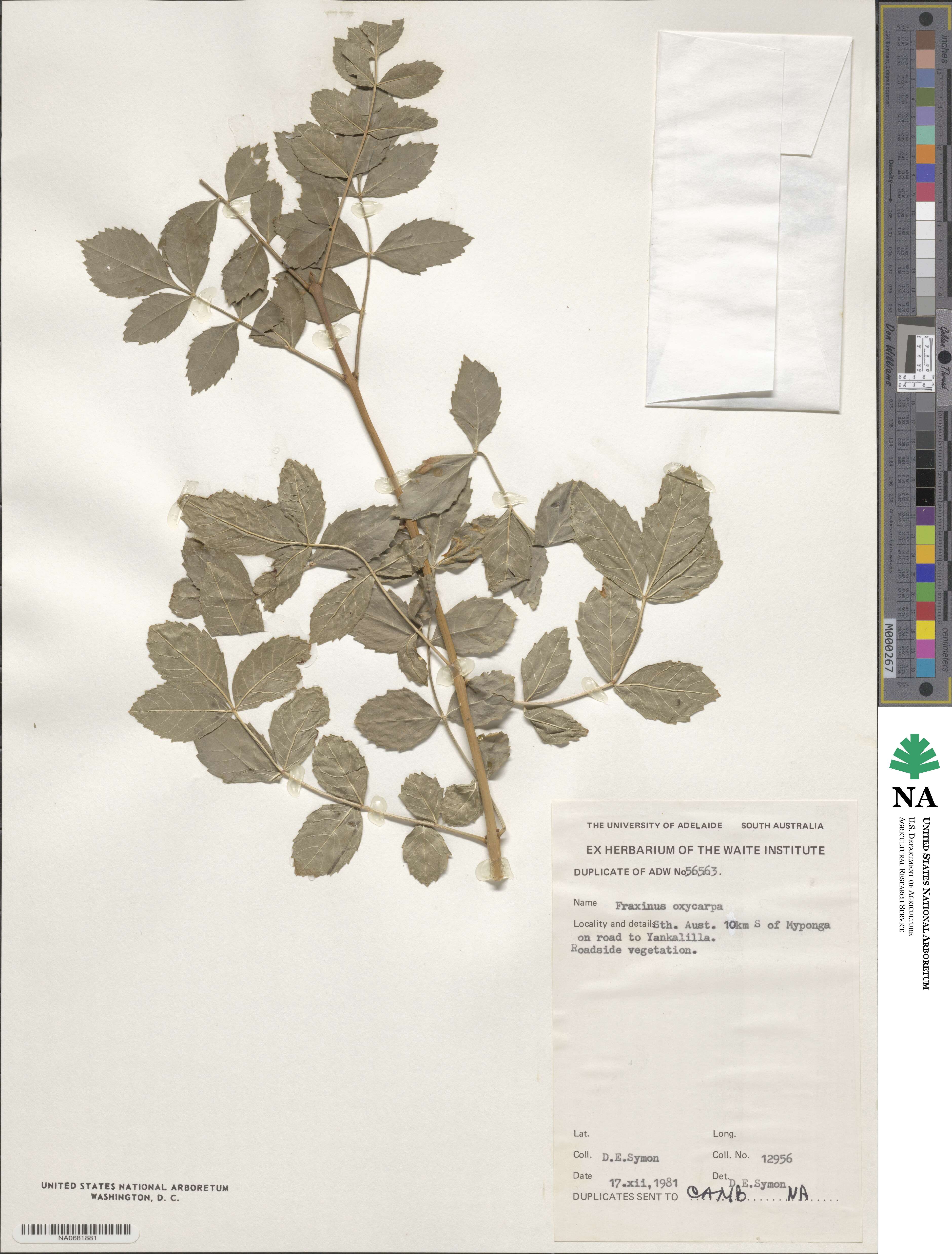 Fraxinus angustifolia subsp. oxycarpa image