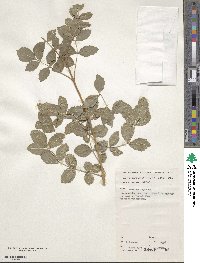 Fraxinus angustifolia image