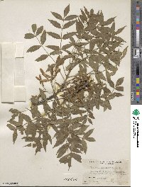 Fraxinus angustifolia image