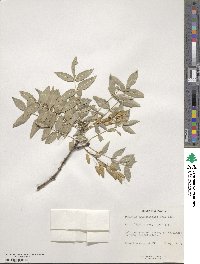 Fraxinus angustifolia image