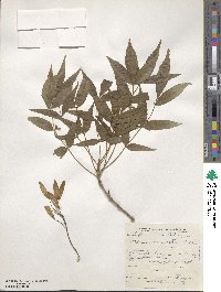 Fraxinus angustifolia image