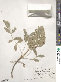 Fraxinus angustifolia image