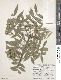 Fraxinus angustifolia subsp. oxycarpa image