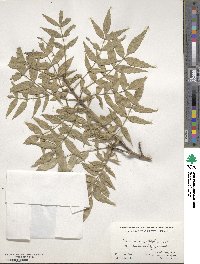 Fraxinus angustifolia image