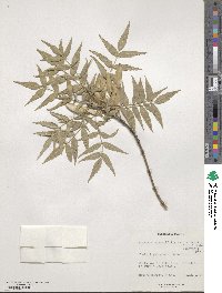 Fraxinus angustifolia subsp. oxycarpa image