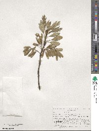 Fraxinus angustifolia subsp. oxycarpa image