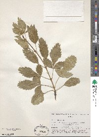 Fraxinus angustifolia image