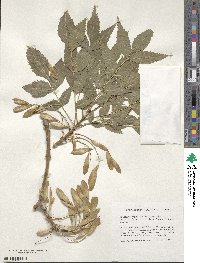 Fraxinus angustifolia image