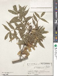 Fraxinus angustifolia subsp. oxycarpa image