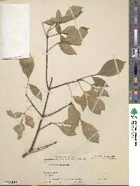 Fraxinus angustifolia subsp. oxycarpa image