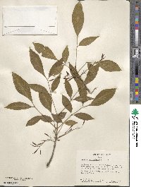 Fraxinus berlandieriana image