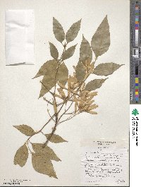 Fraxinus berlandieriana image