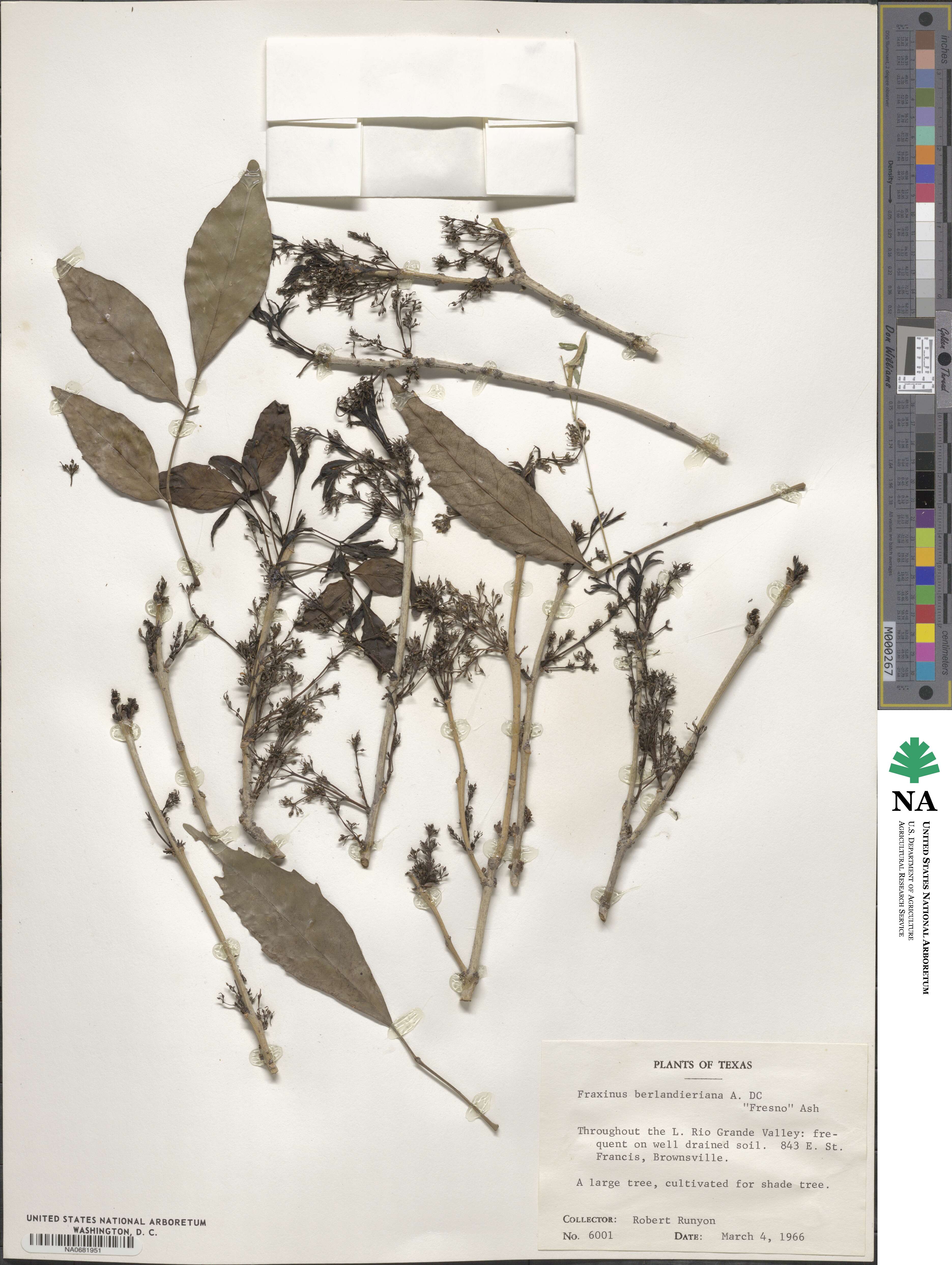 Fraxinus berlandieriana image