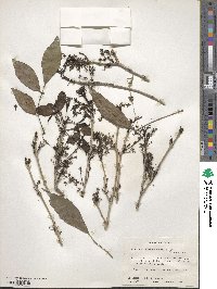 Fraxinus berlandieriana image