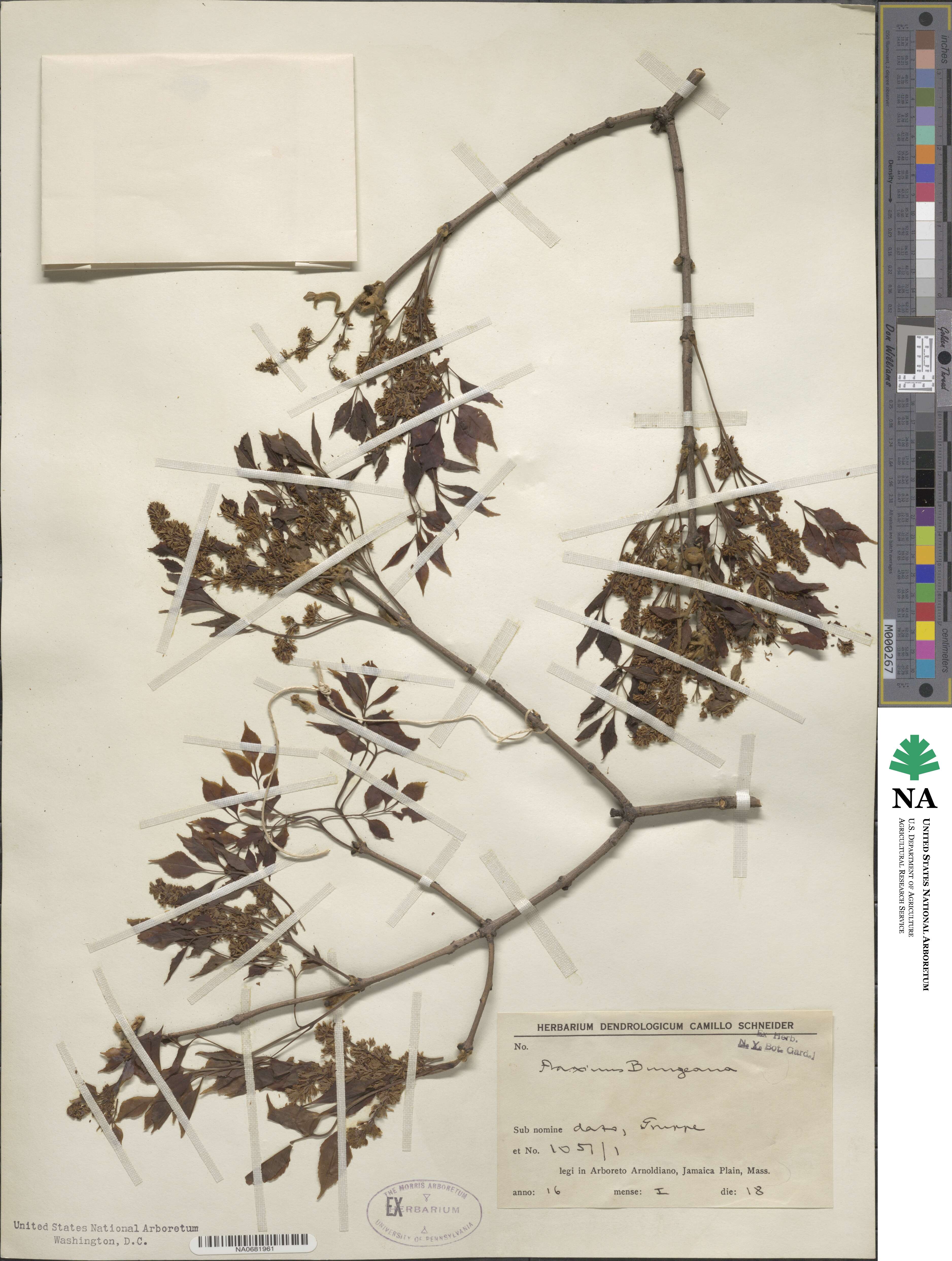 Fraxinus bungeana image