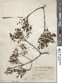 Fraxinus bungeana image