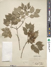 Fraxinus bungeana image