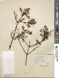 Fraxinus bungeana image