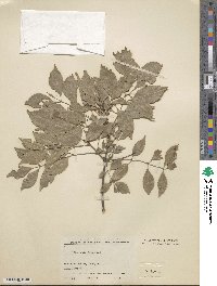 Fraxinus bungeana image