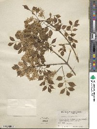 Fraxinus bungeana image