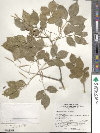 Fraxinus chinensis image