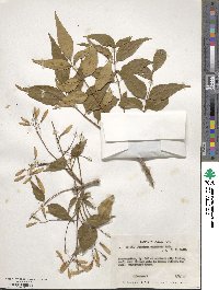 Fraxinus chinensis image