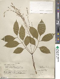 Fraxinus chinensis image