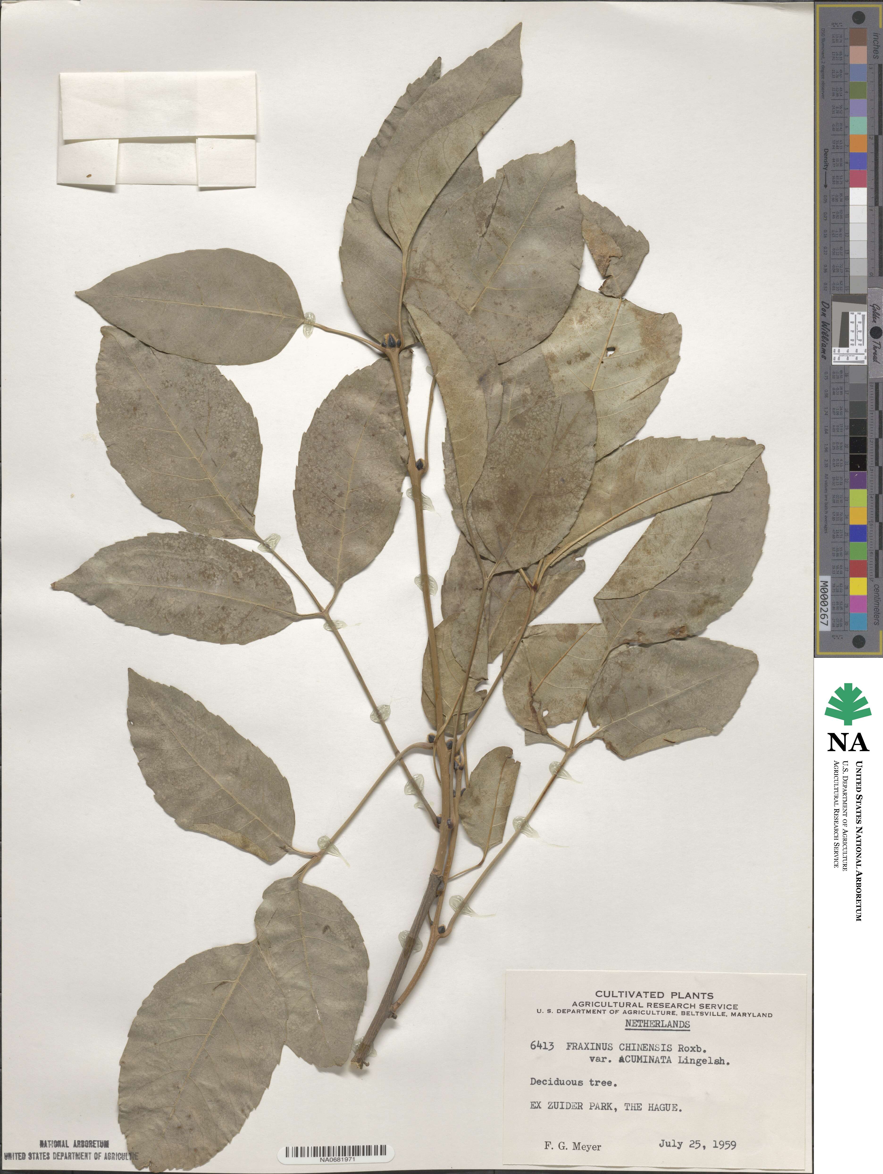 Fraxinus longicuspis image