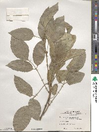 Fraxinus longicuspis image