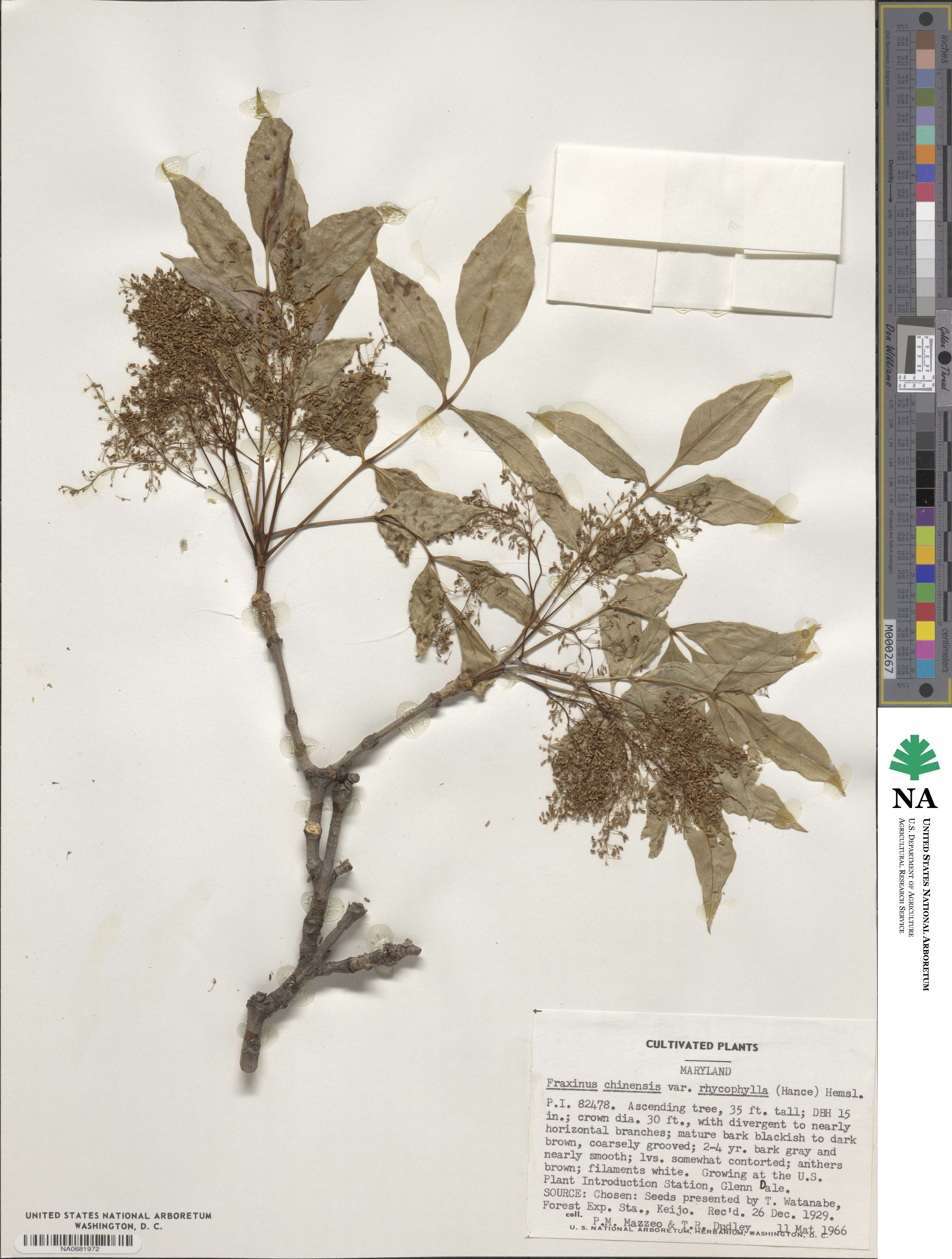 Fraxinus chinensis subsp. rhynchophylla image