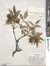 Fraxinus chinensis subsp. rhynchophylla image