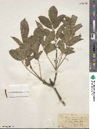 Fraxinus chinensis image