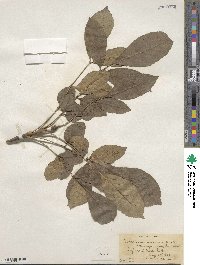 Fraxinus chinensis image