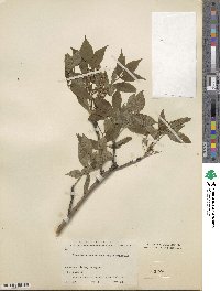 Fraxinus chinensis subsp. rhynchophylla image