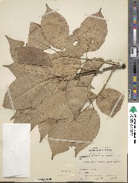 Fraxinus chinensis subsp. rhynchophylla image