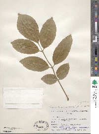 Fraxinus chinensis image