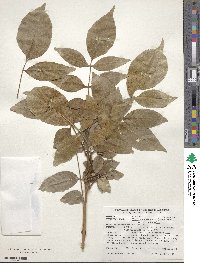 Fraxinus chinensis subsp. rhynchophylla image