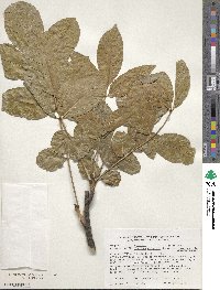 Fraxinus chinensis subsp. rhynchophylla image