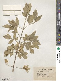 Fraxinus velutina image