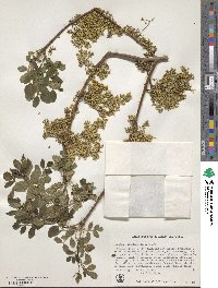 Fraxinus dipetala image